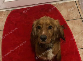 Springer spaniel for sale