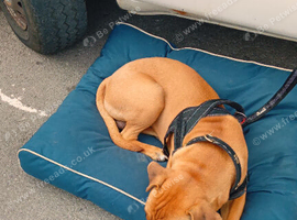 8months old male american bulldog