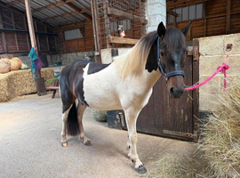 Lovely well handled 2yr gelding