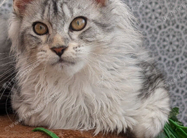 Maine coon kittens