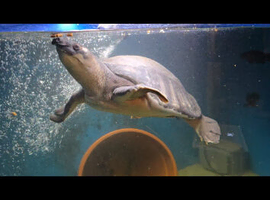 Fly river title female
