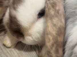 Beautiful mini lops