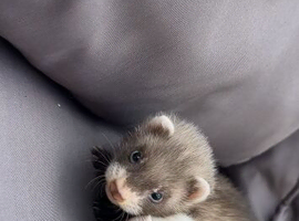 Kits