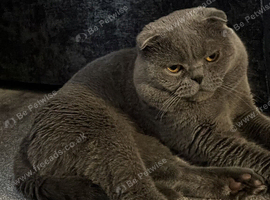 Scottish fold
