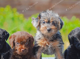 Miniature Patterpoo&rsquo;s