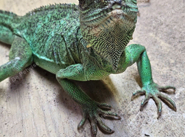 Chinese water dragon ( Rescue )