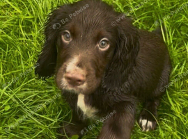 Ready now KC reg cocker spaniel pups