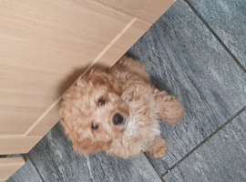 Cavapoo