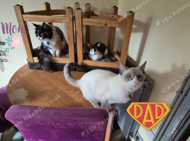 Maincoon x Siamese STUNNING 2 girl kittens left. Ready Now for forever LOVING homes.