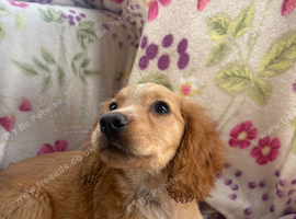 Golden retriever pups