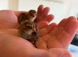 Day old jumbo coturnix quail chicks for sale in Weston super mare