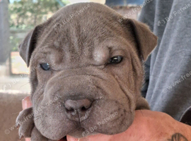 Staffy x sharpei