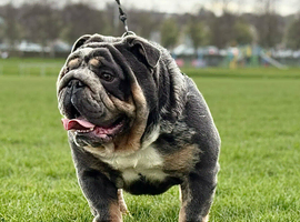 For sale English Bulldog