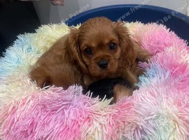 Cavalier King Charles poppyS