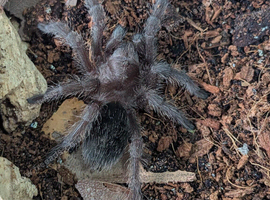 Tarantulas for sale