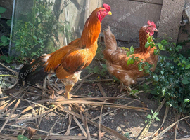 Chicken and male