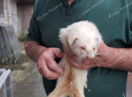 Ferrets for Sale