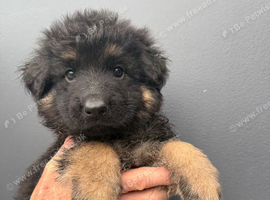 Long haired German shepherd puppies