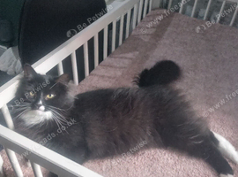 Gentle, Loving Cat for Rehoming &ndash; Luna (4 Years Old)