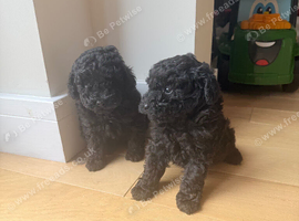 Toy poodle puppies (afterglow)