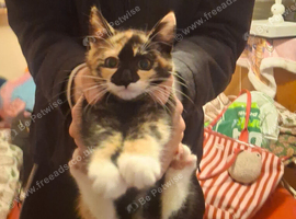 Female calico kitten