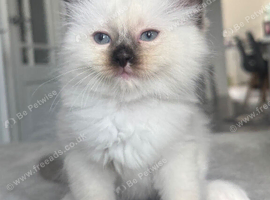 PURE BRED male seal point ragdoll kitten for sale, ready in 1 week