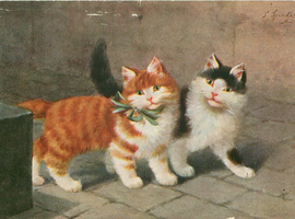 Wanted two kittens in need of home to fill the hole in our hearts