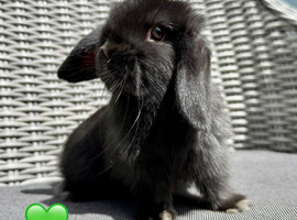 Beautiful Baby Black Minilop