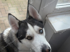 Rex, Siberian husky