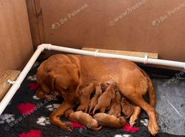 Fox red lab puppies
