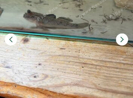 Male mudskipper