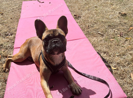 Frenchie boy 8 months