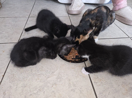 8 kittens for sale