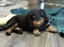 Chunky Rottweilers