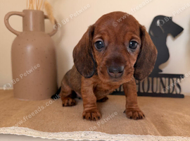 Exceptional standard wire haired dachshund puppies