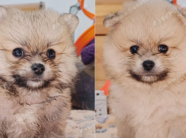 2 boys left - Pomeranian puppies