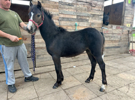 Dartmoor x Blagdon colt
