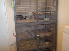 Good home needed for 3 young male chinchillas, plus large Critter Nation cage. Bargain at &pound;250.