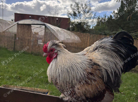 Beautiful Cockerel for rehoming