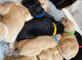 6 Labrador retrievers left