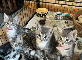 Stunning Bengal cross kittens