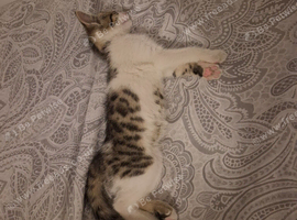 1 female tabby kitten 1 male 12weeks