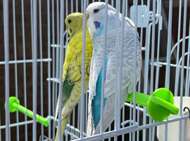 Budgies for sale