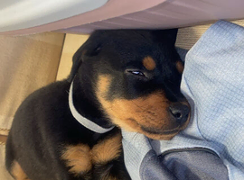 Pure bread Rottweiler