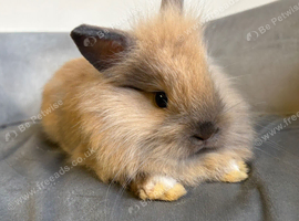 Pure bred double maned lionhead babies
