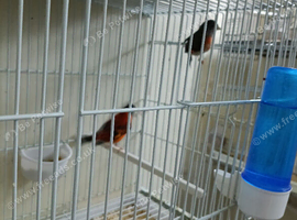 Red siskin for sale