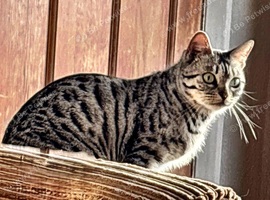 3 year old female snow bengal for rehoming