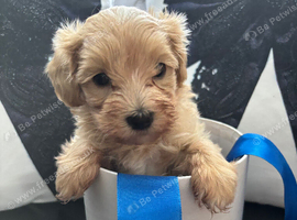 F1 maltipoo boy