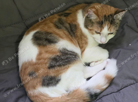 7 month old domestic short hair