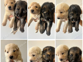 German Shepherd Puppies, Straight backed.